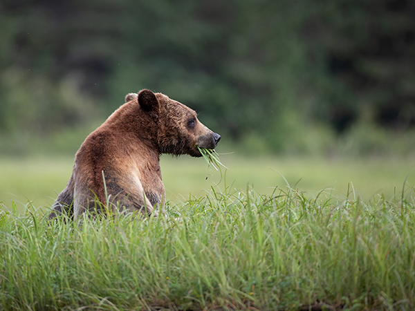 Bär auf Vancouver Island