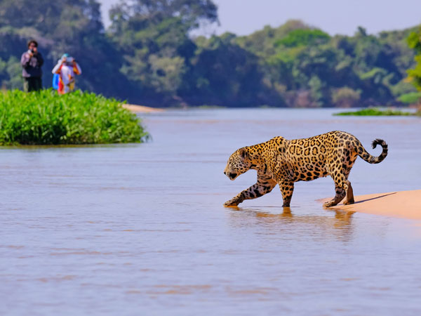 Jaguar