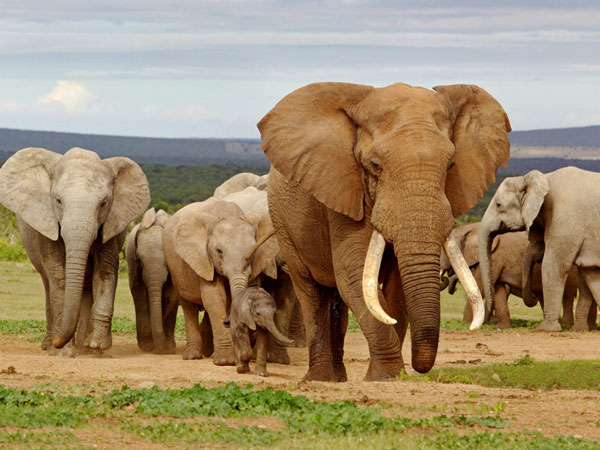 Elefant Elefant